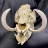 carved wart hog skull