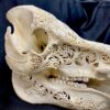 carved wart hog skull