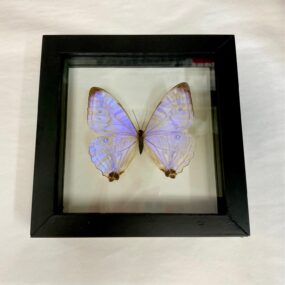 sulkowski butterfly in frame