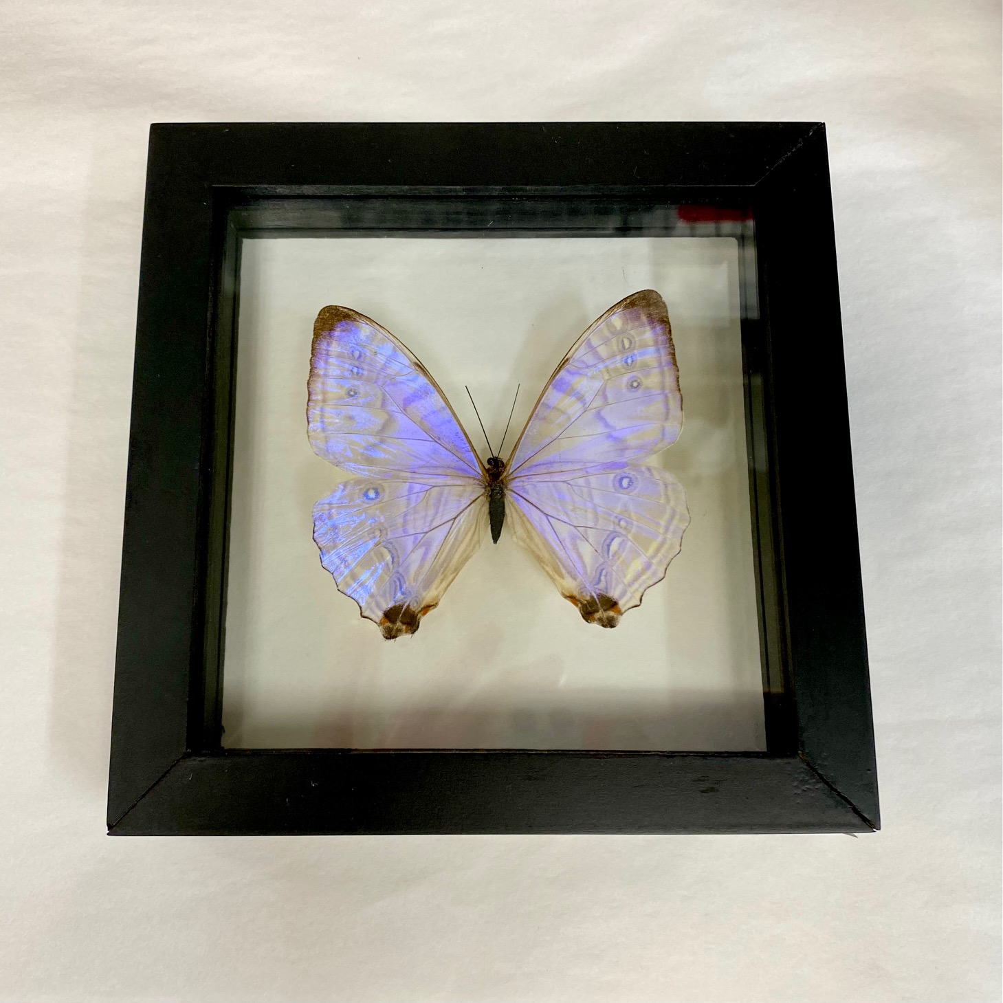 Buy Framed & Butterfly Specimens, Mounting Equipment