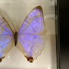 sulkowski butterfly in frame