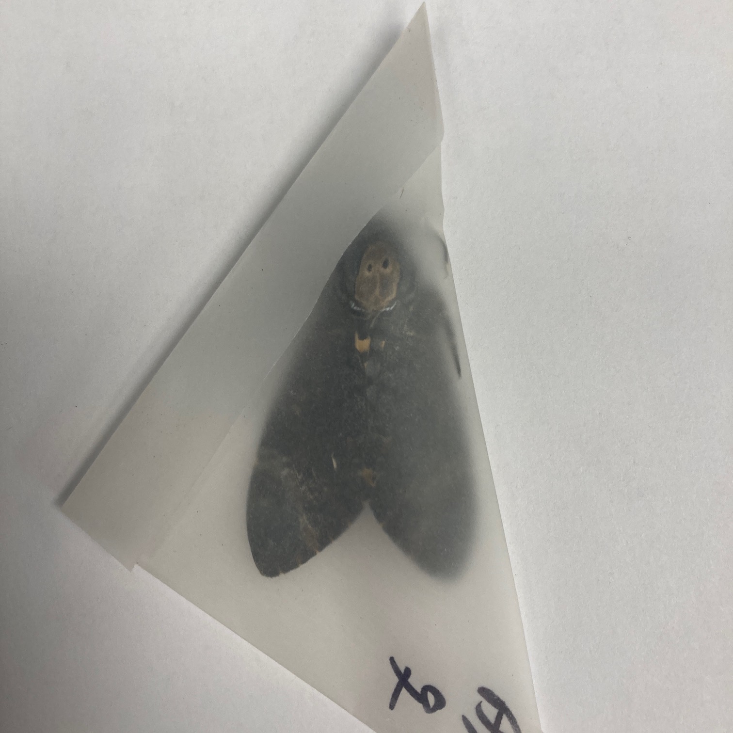 A Perfect Deaths Head Hawk Moth Real Specimen A1