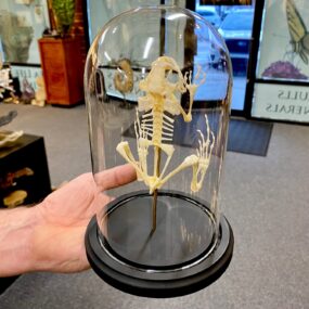 frog skeleton in dome