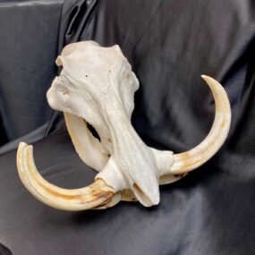 warthog skull real bone