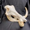 warthog skull real bone
