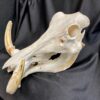 warthog skull real bone