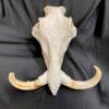 warthog skull real bone