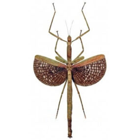 Anchiale buruense Female