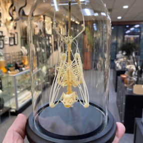 Bat skeleton hanging in a 4x7 Glass dome, Black wooden base