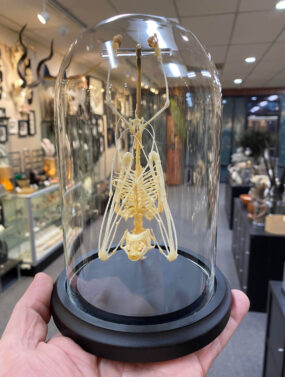 Bat skeleton hanging in a 4x7 Glass dome, Black wooden base