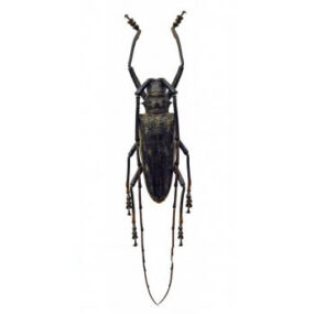 Batocera enganensis Longhorn Beetle, Papered Specimen