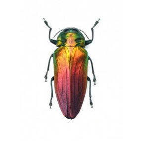 Belionota mniszechii Jewel Beetle Papered Specimen