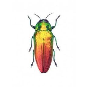Belionota sumptuosa Jewel Beetle Papered Specimen