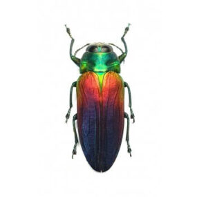 Belionota tricolor Jewel Beetle Papered Specimen