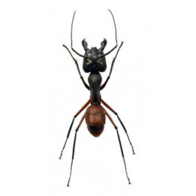 Camponotus gigas Soldier Ant