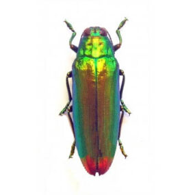 Chrysochroa aurora, Jewel Beetle Papered Specimen