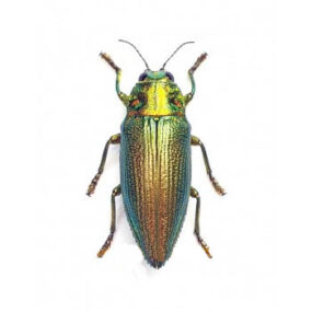Chrysodema subrevisa Jewel Beetle Papered Specimen