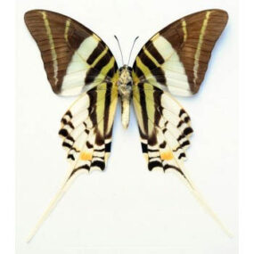 Graphium androcles, Giant Swordtail Papered Specimen