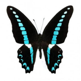 Graphium milon milon, Papered Specimen