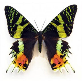 Madagascan sunset moth