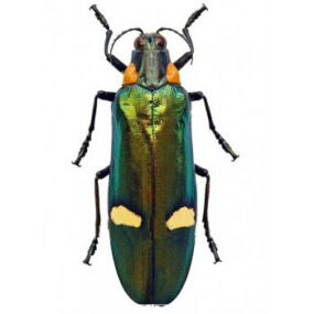 Megaloxantha bicolor nigricornis, Jewel Beetle Papered Specimen