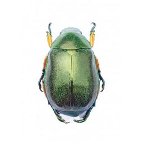Mimela chrysoprasa, Beetle Papered specimen