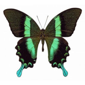 Papilio blumei, Papered Specimen