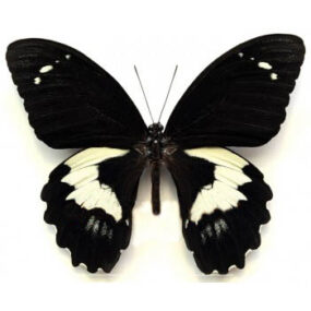 Papilio gambrisius colossus, Papered Specimen