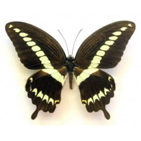 Papilio gigon gigon, Papered Specimen