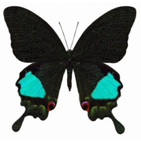 Papilio karna karna, Papered Specimen