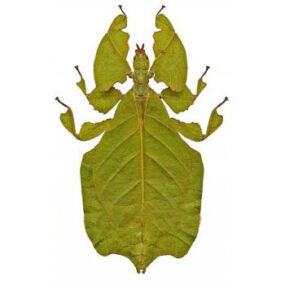 Phyllium pulchrifolium leaf mimic female