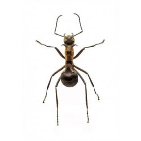 Polyrhachis armata, Armored Ant Papered Specimen