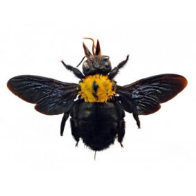 Xylocopa aestuans Female Carpenter Bee, Papered Specimen Wings Spread as shown