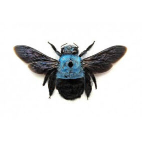 Xylocopa caerulea Carpenter Bee Papered Specimen