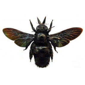 Xylocopa latipes Female Carpenter Bee, Papered Specimen