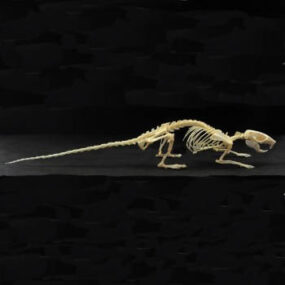 Rattus argentiventer, Rat skeleton