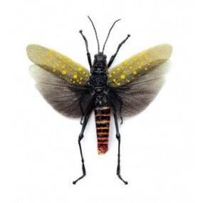Grasshopper, Aularches punctatus male