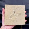brazilian fossilized insect specimen