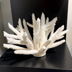 lovely stag horn coral specimen