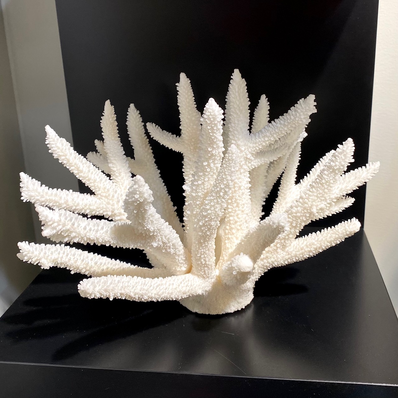 Staghorn Coral Specimen, Available At Natur Showroom