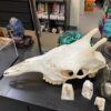 genuine female giraffe skull