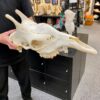 genuine female giraffe skull