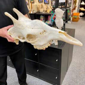 genuine female giraffe skull