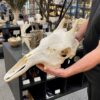 genuine female giraffe skull