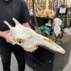 genuine female giraffe skull