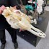 genuine female giraffe skull