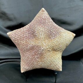 Cushion sea star specimen