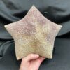 Cushion sea star specimen