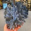 beautiful blue coral specimen