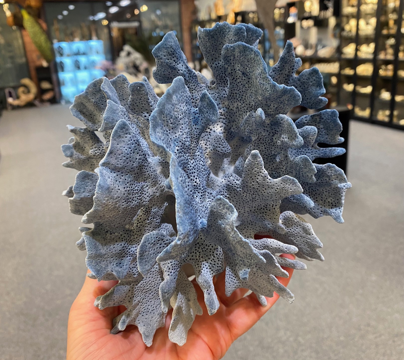 Stunning blue coral specimen